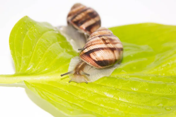 Beyaz izole salyangoz. Helezon yaprak yeşil üzerinde. Güzellik kozmetik bakım. Tarama