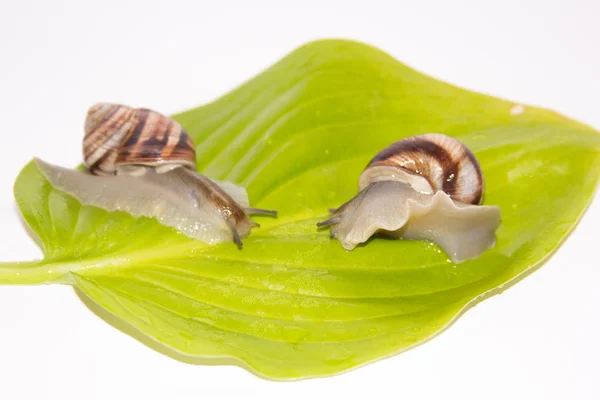 Beyaz izole salyangoz. Helezon yaprak yeşil üzerinde. Güzellik kozmetik bakım. Tarama