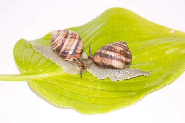 Beyaz izole salyangoz. Helezon yaprak yeşil üzerinde. Güzellik kozmetik bakım. Tarama