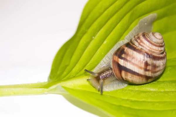 Beyaz izole salyangoz. Helezon yaprak yeşil üzerinde. Güzellik kozmetik bakım. Tarama