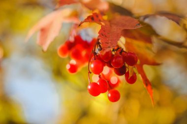 Vintage Fotoğraf günbatımı kırmızı çilek. Grup kırmızı meyveler ile kırmızı rowan. Sonbahar arka plan mavi gökyüzü arka plan, sonbahar ağacı önünde sarı yapraklar, kırmızı çilek ile
