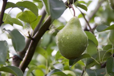 Yeşil armut ağacı yağmur sonra üzerinde