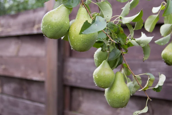 Yeşil armut ağacı yağmur sonra üzerinde