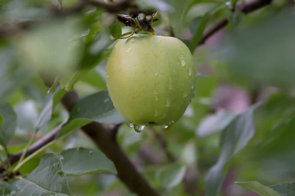 Bir yağmur sonra su damla ile dal taze elma