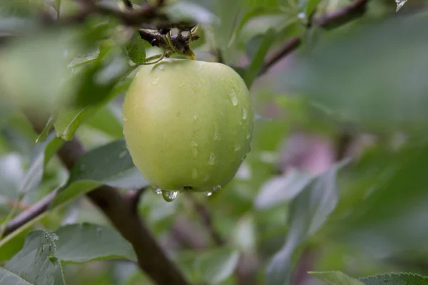 Bir yağmur sonra su damla ile dal taze elma
