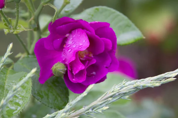 Vacker ros efter regn. Sommaren i trädgården. Blommor efter regn. — Stockfoto
