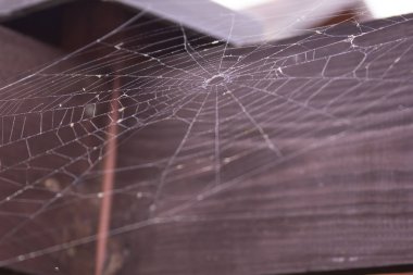 güzel spaider web arka plan