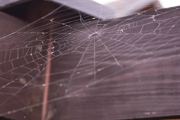 güzel spaider web arka plan