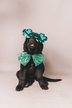 Yeşil papyon ve yonca parti gözlük kesintisiz gri bir arka plan ile Newfoundland köpek yavrusu