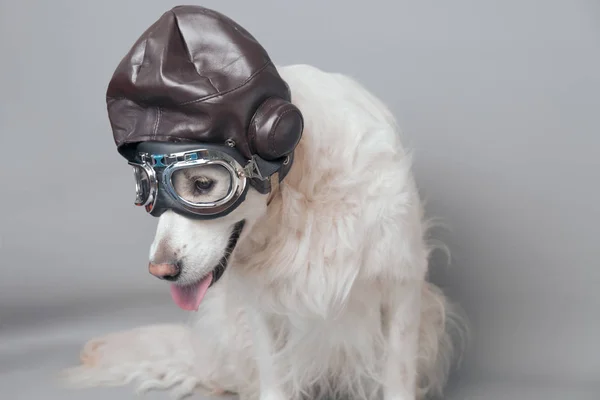 白色金色猎犬与老式飞行员头盔和护目镜的灰色无缝背景 — 图库照片