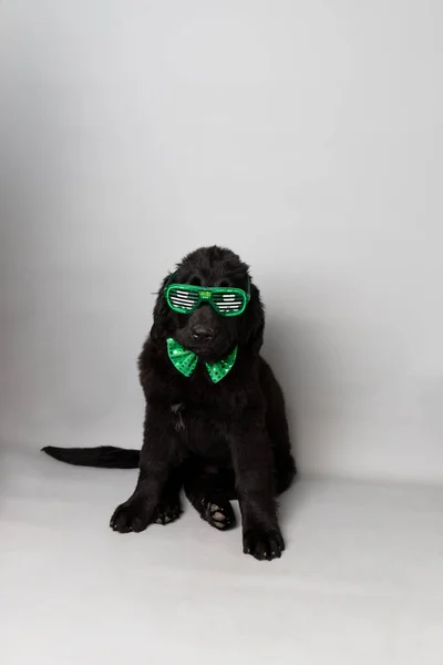 Cachorro Terranova Con Corbata Lazo Verde Gafas Fiesta Trébol Sobre — Foto de Stock