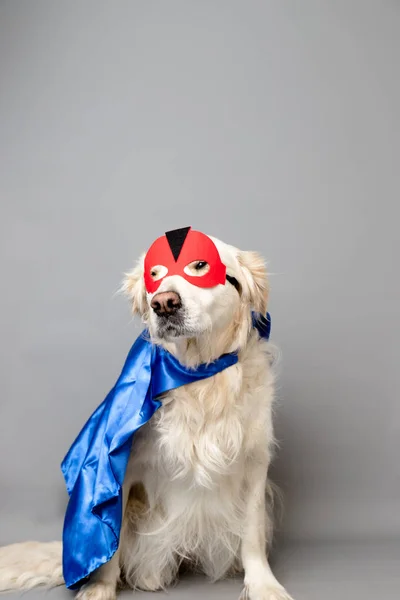 Recuperador Oro Blanco Con Una Máscara Héroe Rojo Capa Azul — Foto de Stock