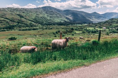 Koyun county Kerry, Ireland vadide siyah doğal alanlar üzerinde