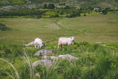 Koyun county Kerry, Ireland vadide siyah doğal alanlar üzerinde