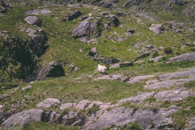 County Cork ve County Kerry İrlanda sınır bölgeleri aracılığıyla sarma saç tokası değer bir 12 km yol Healy Pass dağlarında tek başına dolaşırken bir koyun, döner
