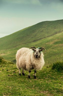 Koyun Caherconree, County Kerry, Ireland, Slieve miş Dağları'nın ikinci en yüksek tepe Dingle Yarımadası 835 metre yüksekliğindeki dağ başında.