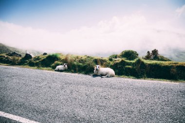Conor Pass county Kerry, İrlanda için doğal Road koyun
