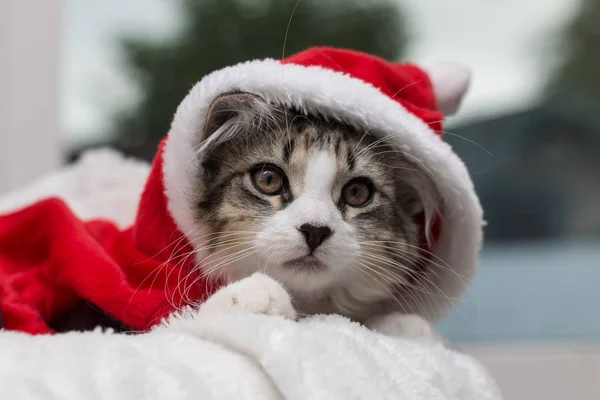 stock image Tabby kitten dressed in a santa costume