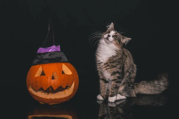 Tabby Gato Lado Uma Abóbora Esculpida Contra Fundo Escuro — Fotografia de Stock