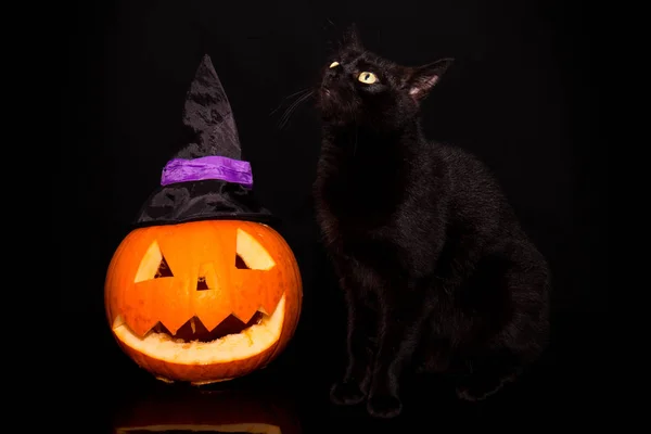 Svart Katt Står Bredvid Snidad Pumpa Mot Mörk Bakgrund — Stockfoto