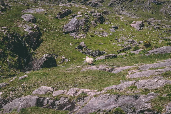 Sheep Wandering Alone Mountains Healy Pass Route Worth Hairpin Turns — Stock Photo, Image