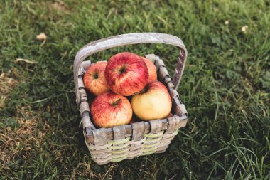 Hasır sepet elma dolu çimlere uzanır