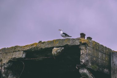 Bir martı marina dock üstüne yakın çekim