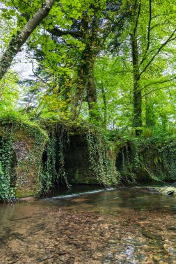 Ağaçlar ve bitki örtüsü ile çevrili İrlandalı kırsalında küçük nehir