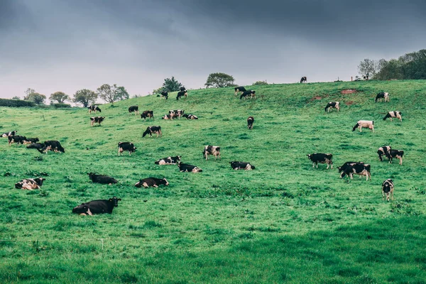 Irish Countryside Cows Pasture Cloudy Day — Stock Photo, Image
