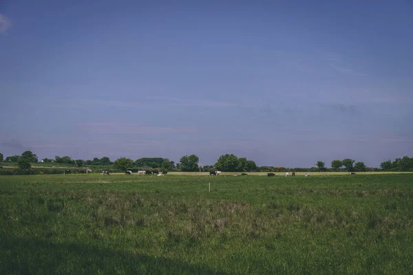 Campos Rurales Irlandeses Verde Día Soleado — Foto de Stock