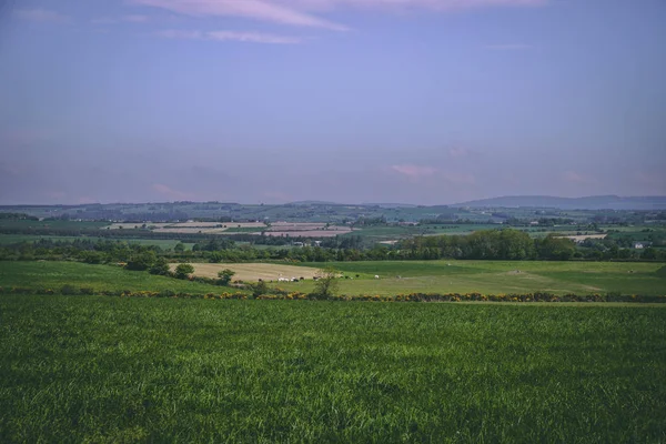 Campos Rurales Irlandeses Verde Día Soleado — Foto de Stock