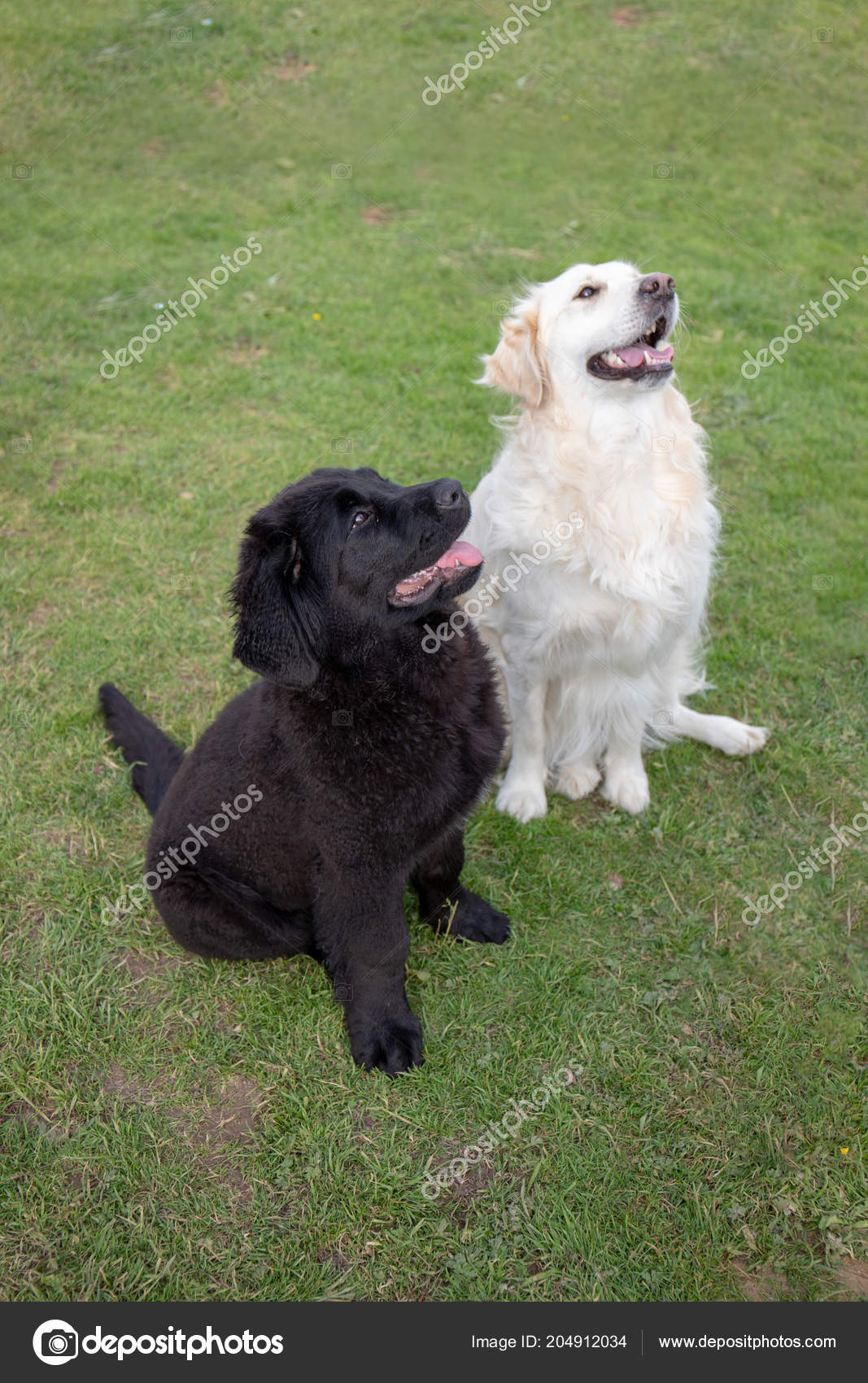 Golden retriever black and cheap white