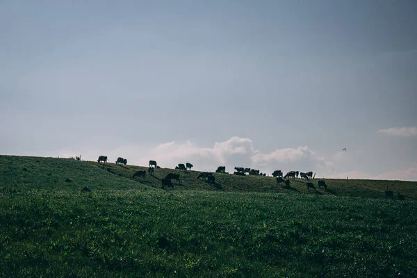 Irish Countryside Cows Pasture Sunny Day — Stock Photo, Image