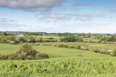 İnekler mesafe ve mavi bulutlu gökyüzü yeşil tarlalarda