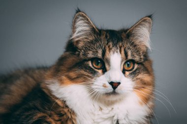 Bir tekir ve kesintisiz gri bir arka plan beyaz kedi stüdyo portre
