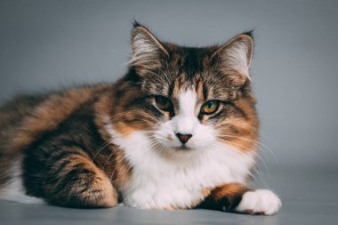 Bir tekir ve kesintisiz gri bir arka plan beyaz kedi stüdyo portre