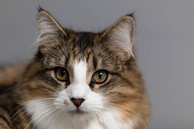 Bir tekir ve kesintisiz gri bir arka plan beyaz kedi stüdyo portre