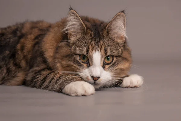 고양이 원활한 고양이의 스튜디오 초상화 — 스톡 사진