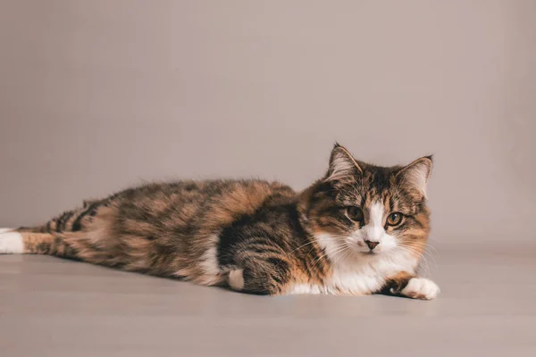 Retrato Estudio Gato Tabby Blanco Sobre Fondo Gris Sin Costuras — Foto de Stock