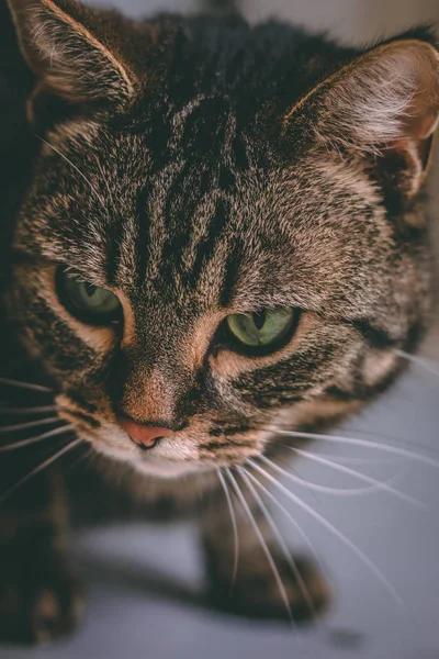 Studio Porträtt Tabby Och Vit Katt Mot Grå Sömlös Bakgrund — Stockfoto