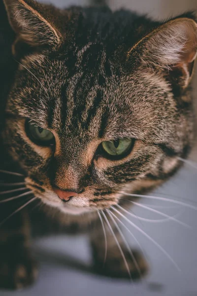 Retrato Estudio Gato Tabby Blanco Sobre Fondo Gris Sin Costuras — Foto de Stock