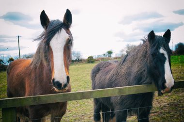 Bir arazide bir çitin arkasında iki at