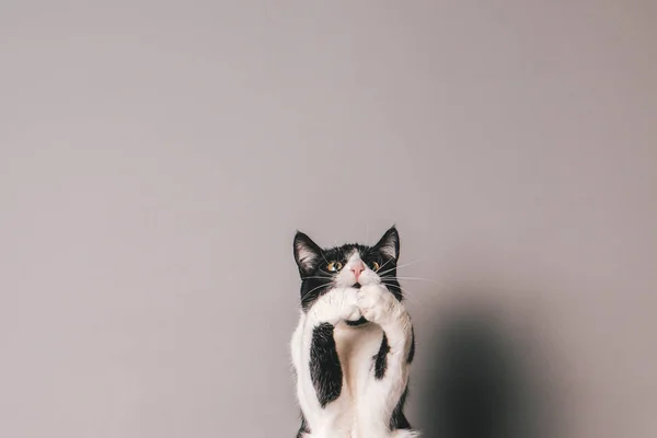 Zwart Witte Kat Tegen Een Naadloze Grijze Achtergrond Springen Proberen — Stockfoto