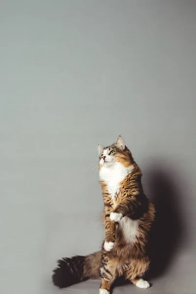 Tabby cat against a seamless grey background jumping and trying to grab something in mid air