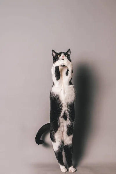 Черно Белый Кот Бесшовном Сером Фоне Прыгает Пытается Схватить Воздухе — стоковое фото