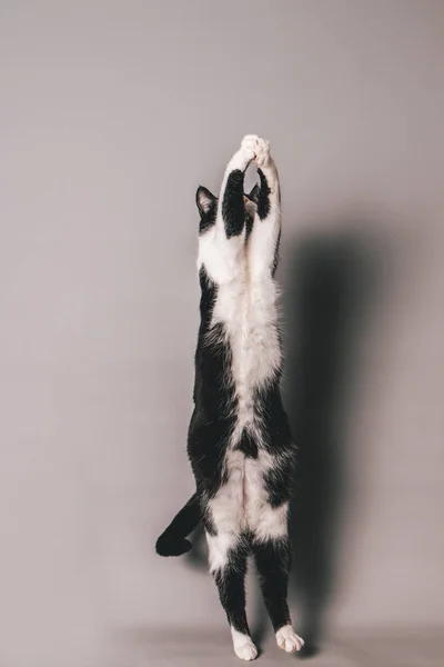 Черно Белый Кот Бесшовном Сером Фоне Прыгает Пытается Схватить Воздухе — стоковое фото