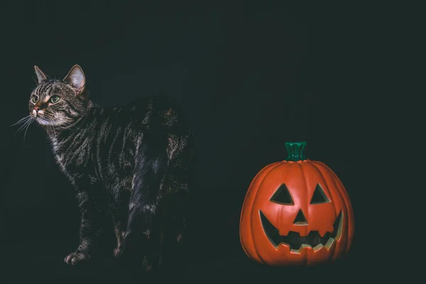 Τιγρέ Γατάκι Στέκεται Δίπλα Ένα Σκαλιστό Κολοκύθες Σκούρο Φόντο — Φωτογραφία Αρχείου