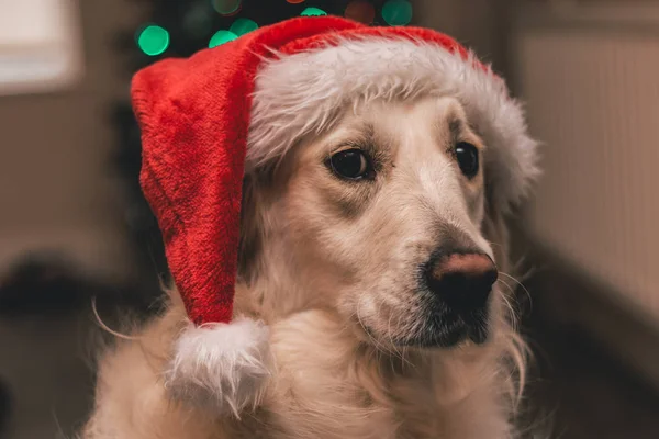 White golden retriever with santa hat looking at the camera