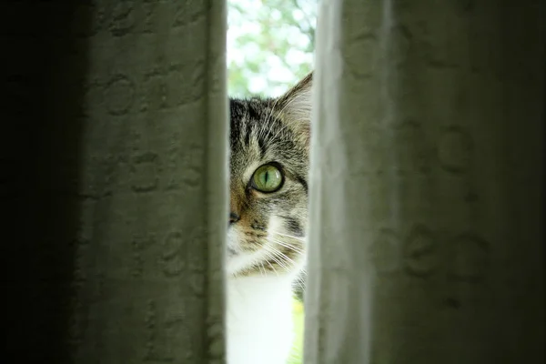 Tabby Cat Peeking Blinds — Stock Photo, Image