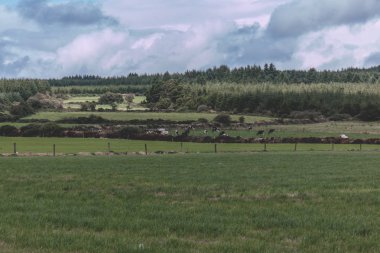 Panoramik manzaralı bir arazide inek ile İrlandalı kırsal